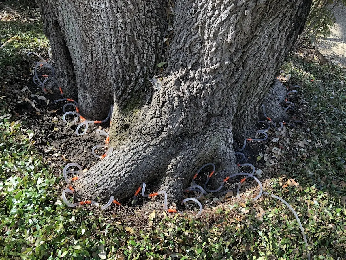 Detailed Tree Cabling and Bracing job site in Fox Lake