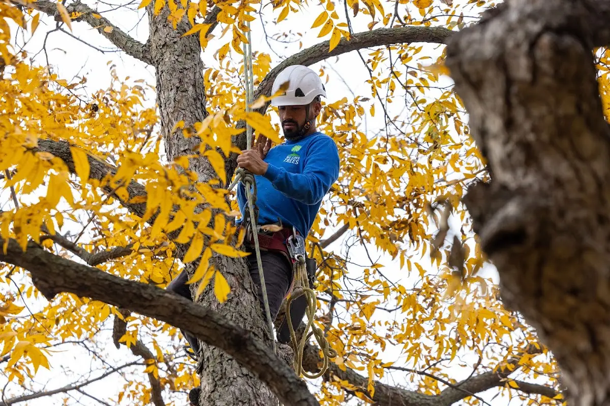 Skilled Storm Damage Cleanup crew working in Fox Lake