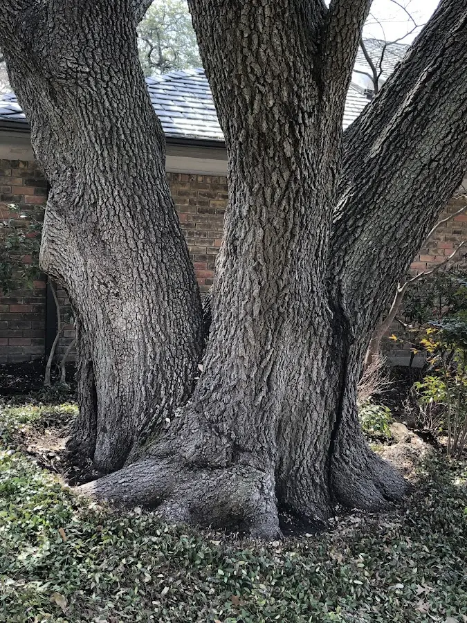 Mature heritage tree close to a Fox Lake property cared for by certified arborists